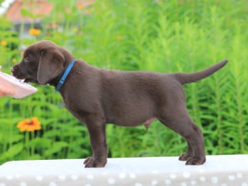 Labrador retriever · Björkvik · Cani Lee
