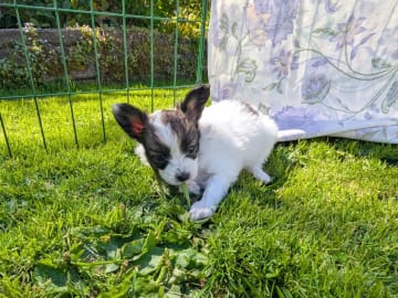Papillon · Brastad · Bohusklippans