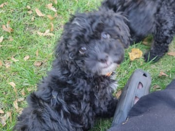Maltipoo · Ystad · Jenny M.