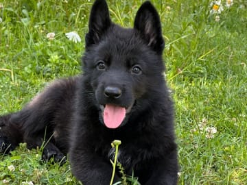 Tysk Schäferhund · Ljungbyholm · Thunder Dust´s Kennel