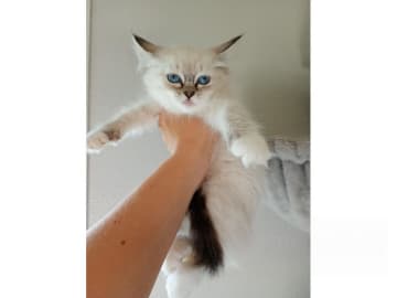 Ragdoll · Strömsnäsbruk · SE*Borgabyns