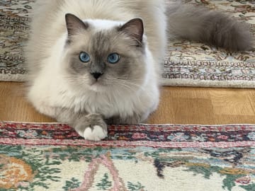Ragdoll · Limhamn · Rositza A.