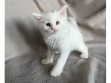 Norwegian Forest · Torslanda · S*Kronängens