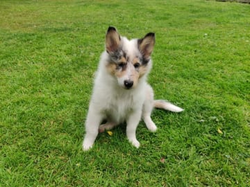 Collie · Give · Ladias Dream Collies