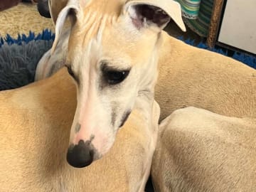 Whippet · Stånga · Undimoon