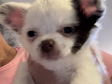 Chihuahua · Nacka · Andréa Fleischer