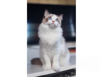 Ragdoll · Väse · SE*Wernigerodes