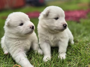 Samojedhund · Billesholm · Jessica O.