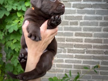 Labrador retriever · Täby · Lisa Lekman