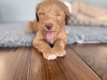 101 Labradoodles