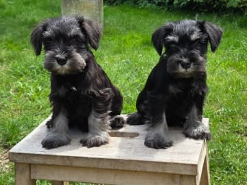 Dvärgschnauzer · Svedala · Bo Bjerregaard