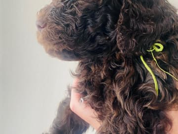 Lagotto romagnolo · Djursholm · Redéns Lagotto