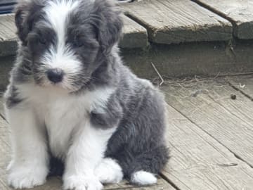 Bearded collie · Åskloster · Kennel Happy Landing
