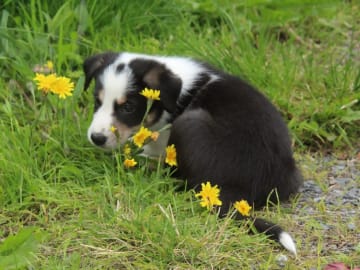 Border collie · Rennebu · Bårva