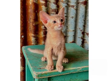 Abyssiner katt · Vattholma · SE*Aros af Ryssgärdet