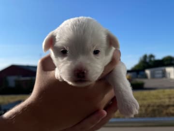 Malteser mix · Oxie · Mathias O.