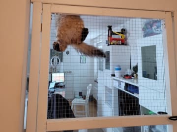 Maine Coon · Västra Frölunda · Dagdrivarn