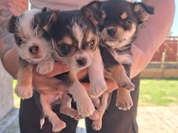 Yorkie malteser shi tzu og chih blanding · Hønefoss · Linda Regine Hauge S.