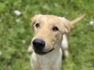 Labrador retriever · Knutby · Gamegainer
