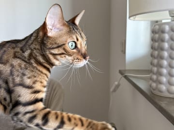 Bengal · Sundbyberg · Emina A.