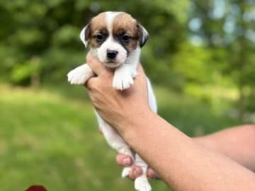 Jack russell terrier · Svenshögen · Sheridog