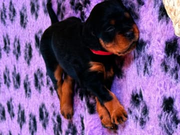 Gordonsetter · Tønsberg · Marianne Elisabeth Teisbekk