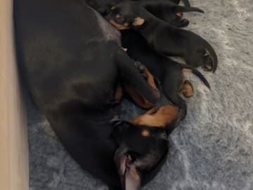 English toy terrier · Flaktveit · Carina B. Helgesen