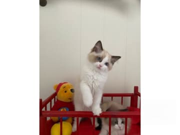 Ragdoll · Svalöv · SE*Lovella’s