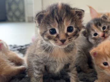 Maine Coon · Alsterbro · Alicia N.