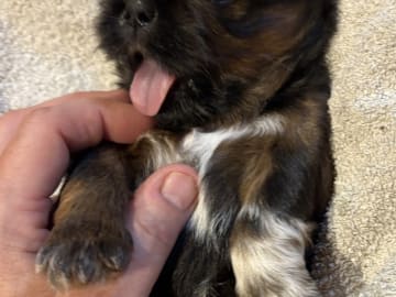Shih tzu · Greve · Helle-Sofia's
