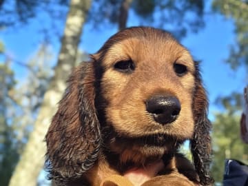 Dachshund · Södertälje · Fyrstjärnans