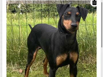 Manchesterterrier · Søndeled · Anja Viker Sandemose
