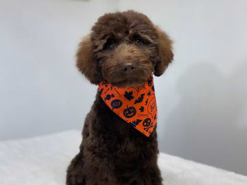 Labradoodle · Nol · Lyckliga Vovven