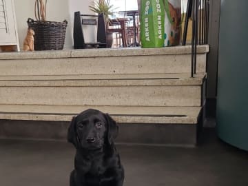 Labrador retriever · Edsbruk · Verbascum nigrum