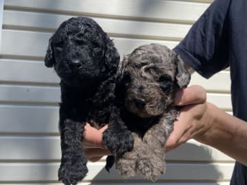 Labradoodle · Nol · Lyckliga Vovven