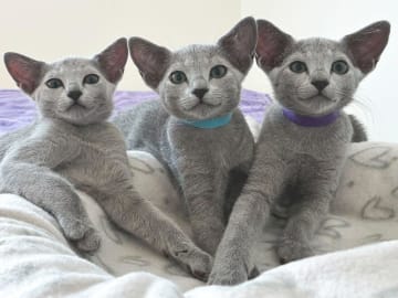 Russian Blue · Hägersten · SE*Susets