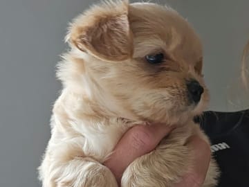Pomchi/Bichon frisé/Yorkshire terrier · Borås · Sofie L.
