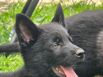 Schäferhund · Vallåkra · Incidents