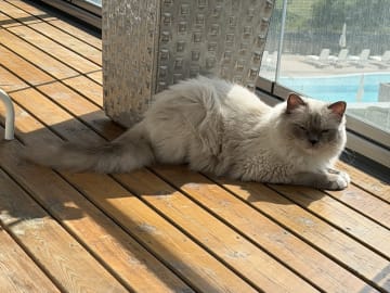 Ragdoll · Limhamn · Rositza A.