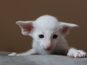 Oriental Adore Cattery