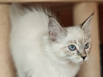 Ragdoll · Vadstena · Skåningstorp