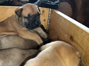 Boergarden boerboels