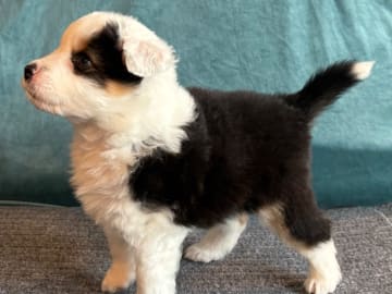 Miniature american shepherd · Sala · Sweetmountain Joy