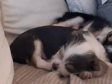 Yorkie malteser shi tzu og chih blanding · Hønefoss · Linda Regine Hauge S.