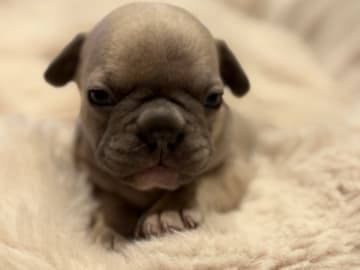 French Bulldog · Hörby · Chubby cheeks