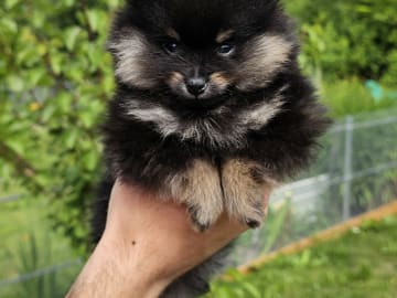 Pomeranian · Enköping · Pomsik Rakaaig