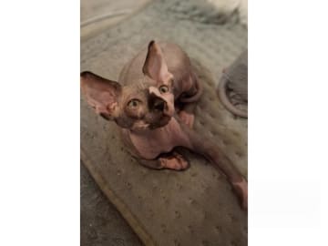 Sphynx · Stockholm · SE*LilyAnna