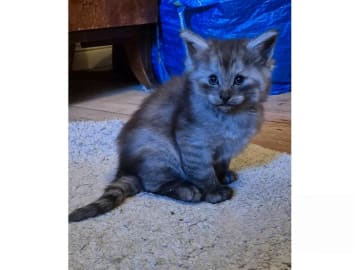 Norsk skogkatt · Huddungeby · S*Mustela's
