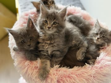 Maine Coon · Östra Ljungby · Höjden’s Lynx