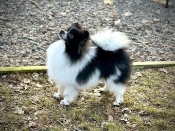 German Spitz – Kleinspitz · Oppegård · Vivian Høeg Møller